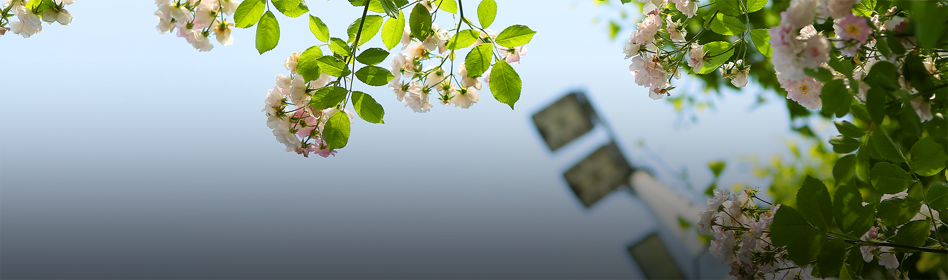 2026年国际足联世界杯